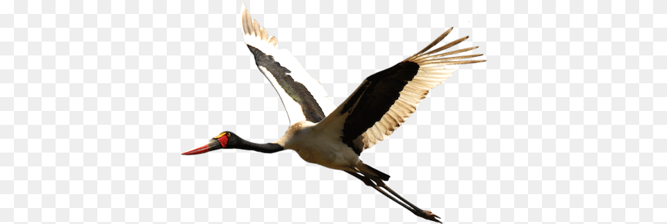 Stork Stork, Animal, Bird, Waterfowl, Crane Bird Free Png
