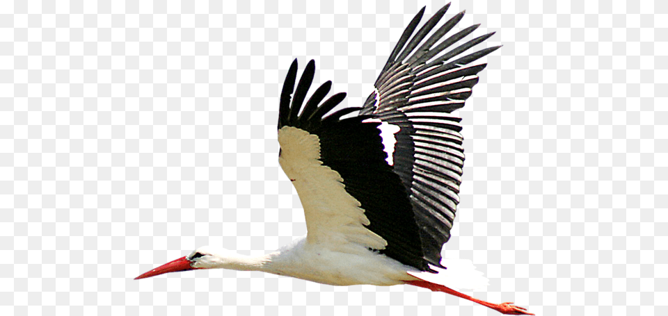 Stork Transparent Image Stork, Animal, Bird, Waterfowl Free Png