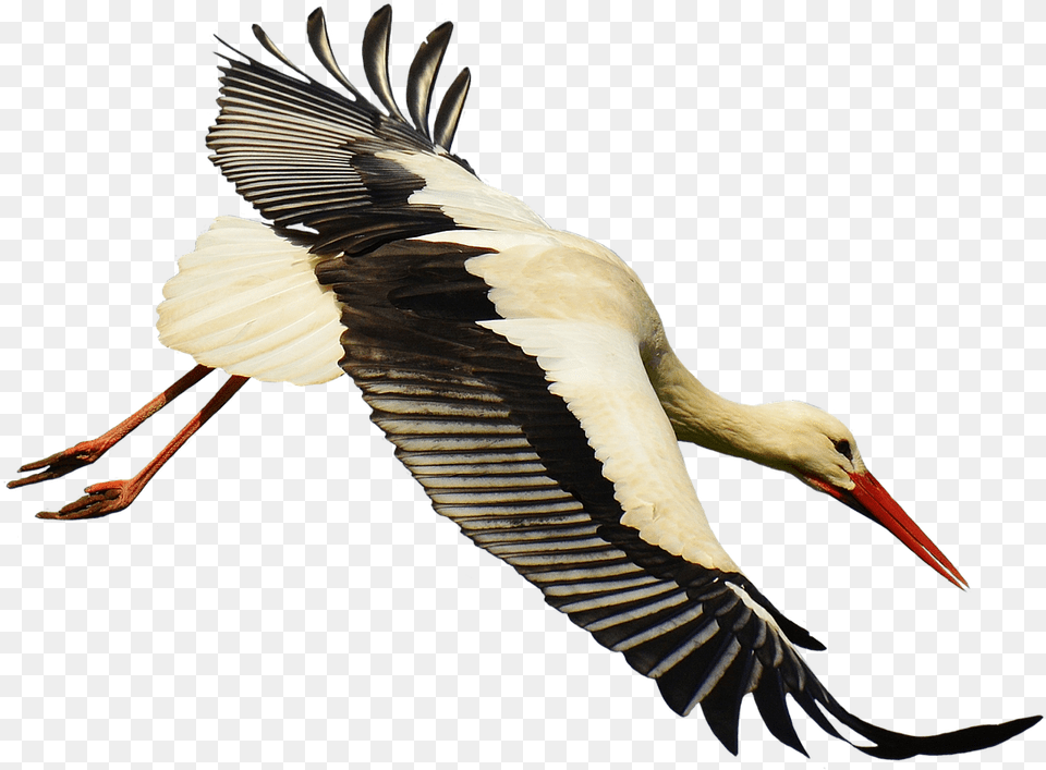 Stork Image Stork Transparant, Animal, Bird, Waterfowl Free Transparent Png