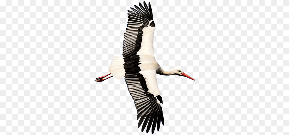 Stork Transparent Rattle Stork Nature Isolated White Stork, Animal, Bird, Waterfowl Free Png