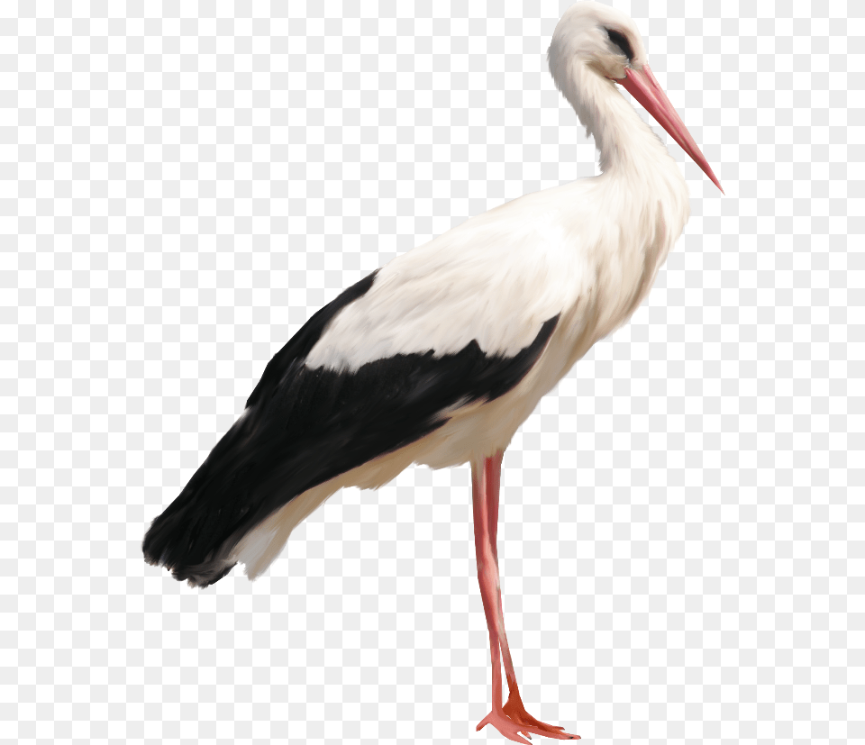 Stork Transparent Sticker, Animal, Bird, Waterfowl Free Png Download