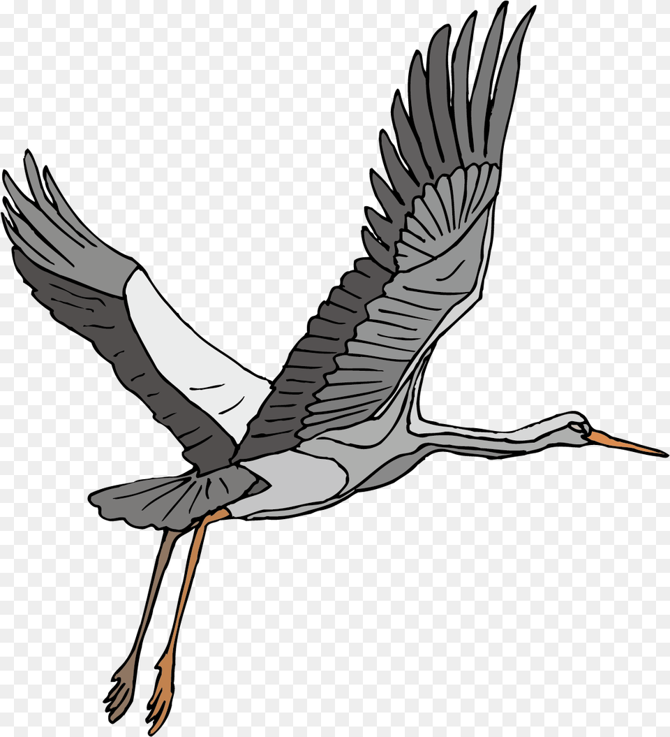 Stork Vector Heron Crane Bird Clip Art Flying, Animal, Crane Bird, Waterfowl, Person Png