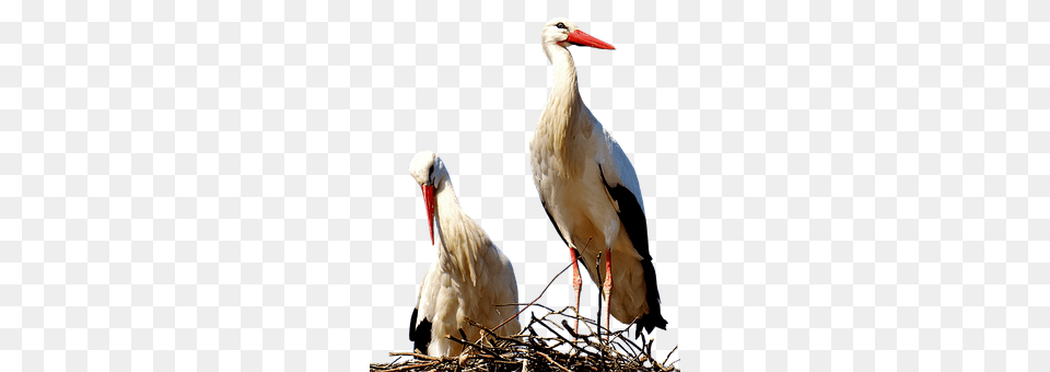 Storks Animal, Bird, Stork, Waterfowl Free Png Download