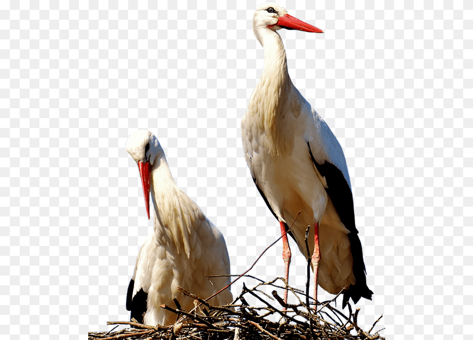 Storks Pair Birds Stork Fly Rattle Stork Bill White Stork, Animal, Bird, Waterfowl Free Png