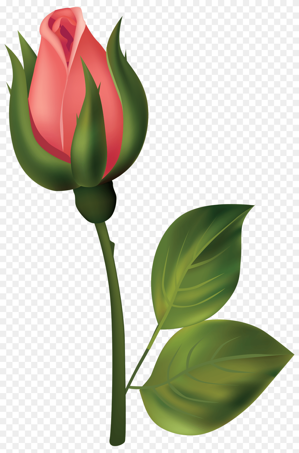 Storm Clipart Rose, Flower, Plant, Tulip Png Image