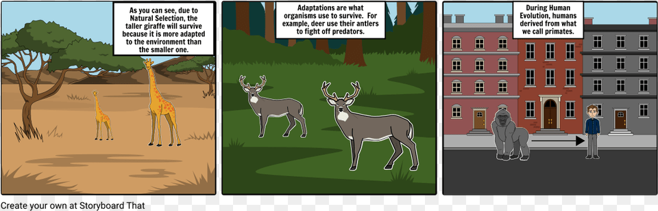 Storyboard, Animal, Mammal, Deer, Wildlife Png Image