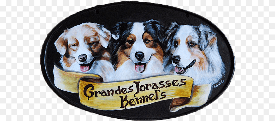 Strada Piscina N Australian Shepherd, Animal, Canine, Dog, Mammal Free Transparent Png