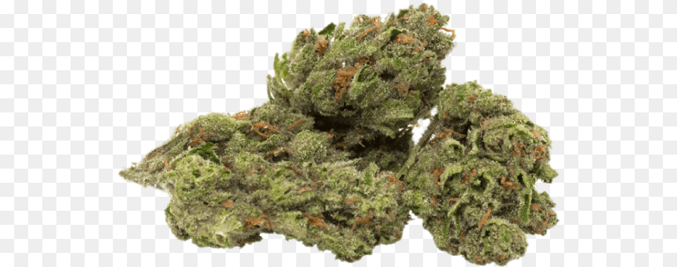 Strains Transparent Cannabis Bud, Plant, Weed, Rock Free Png Download