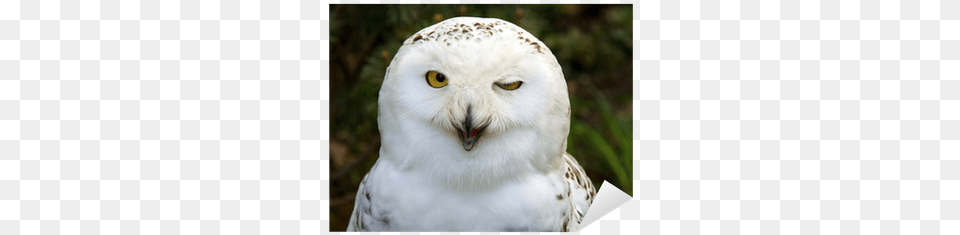 Strange Owl, Animal, Beak, Bird Free Transparent Png