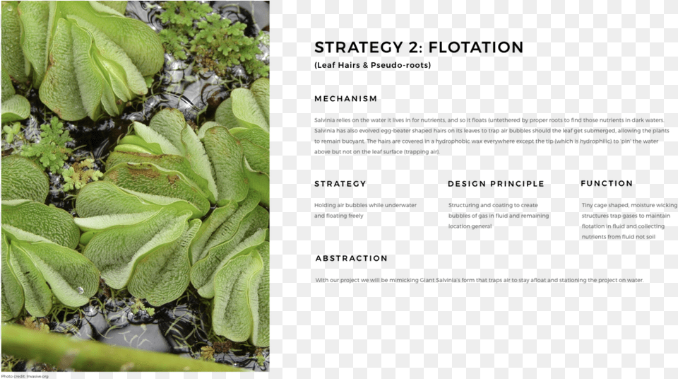 Strategy 2 Salvinia Molesta, Outdoors, Nature, Moss, Leaf Png