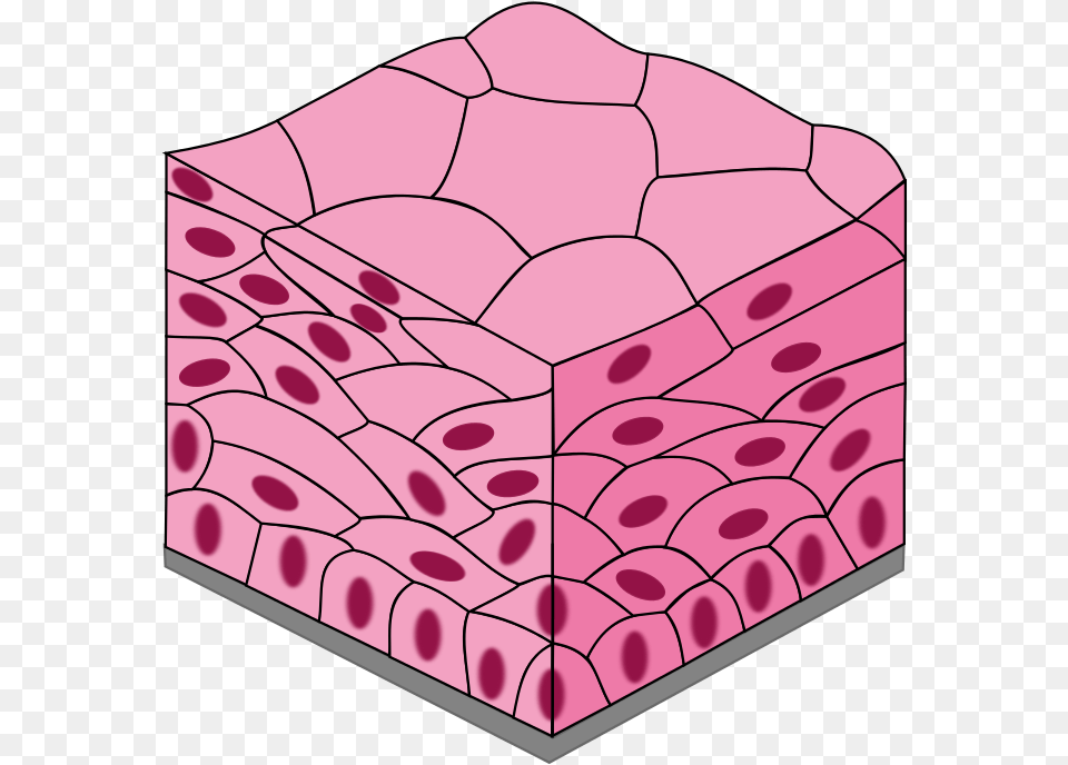 Stratified Squamous Epithelium Stratified Squamous Epithelium, Mineral, Flower, Petal, Plant Free Transparent Png