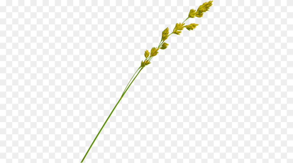 Straw, Grass, Plant, Flower, Agropyron Free Png Download