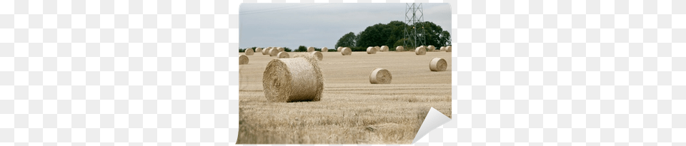 Straw, Agriculture, Outdoors, Nature, Field Free Png