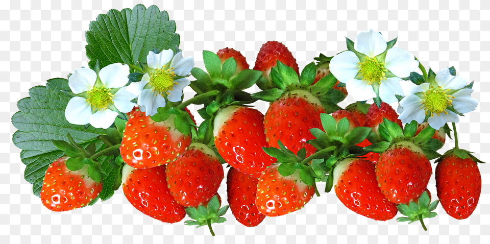 Strawberries Berry, Food, Fruit, Plant Png