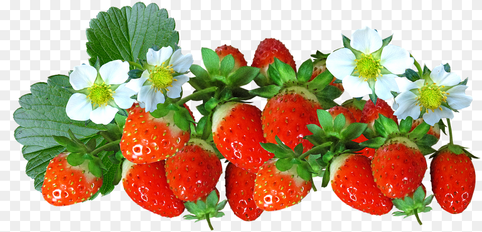 Strawberries Fruit Food Flowers Summer Natural Flores E Frutas, Berry, Plant, Produce, Strawberry Free Png Download