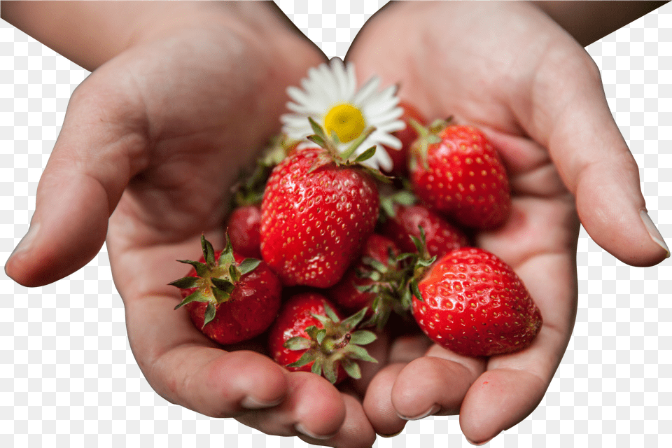 Strawberries With Flower In Palms Image For Strawberry, Produce, Plant, Person, Hand Free Png Download