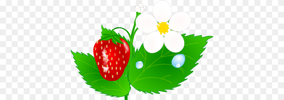 Strawberry Berry, Food, Fruit, Plant Free Png Download