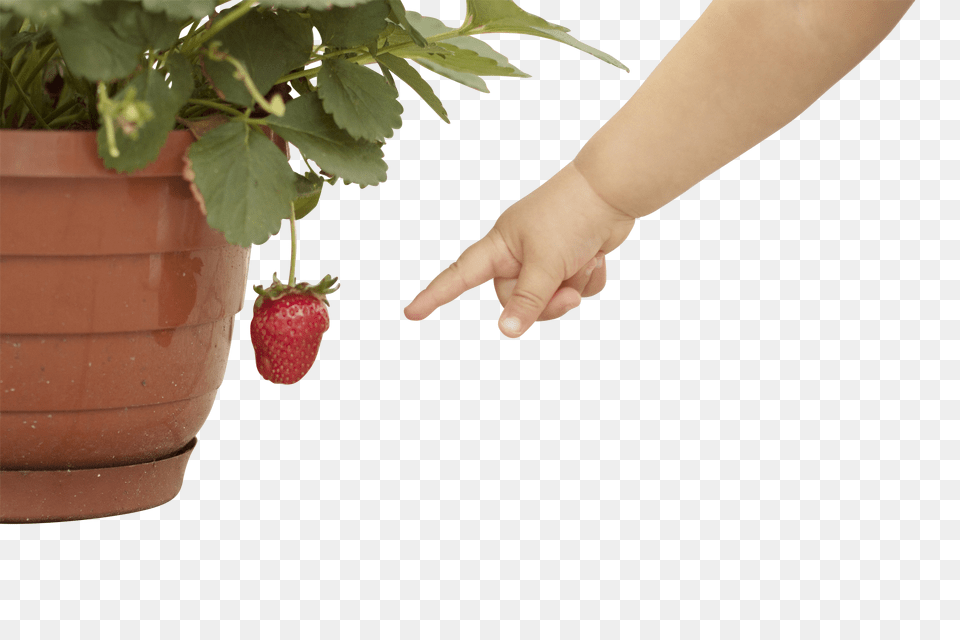 Strawberry Clip, Berry, Produce, Potted Plant, Food Free Png Download
