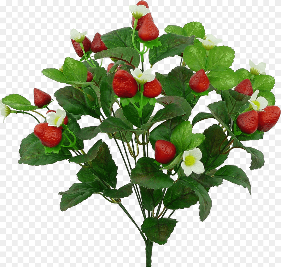 Strawberry Bush Rose, Berry, Produce, Plant, Fruit Png