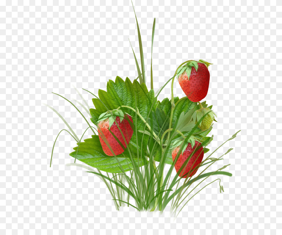 Strawberry Clipart, Berry, Food, Fruit, Plant Png