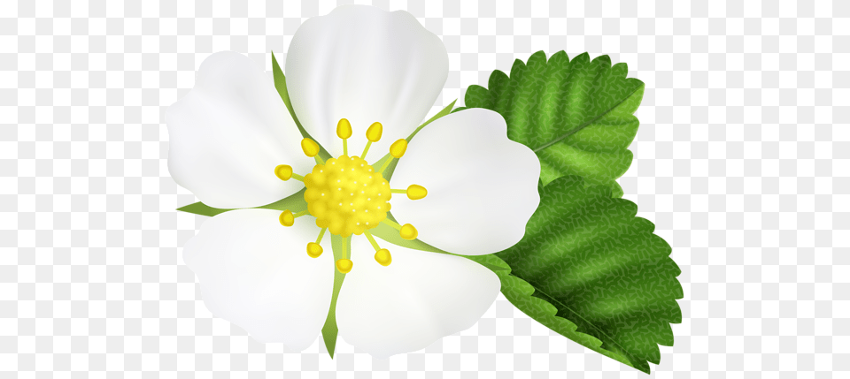 Strawberry Flower Clip Art, Anemone, Anther, Plant, Pollen Free Transparent Png