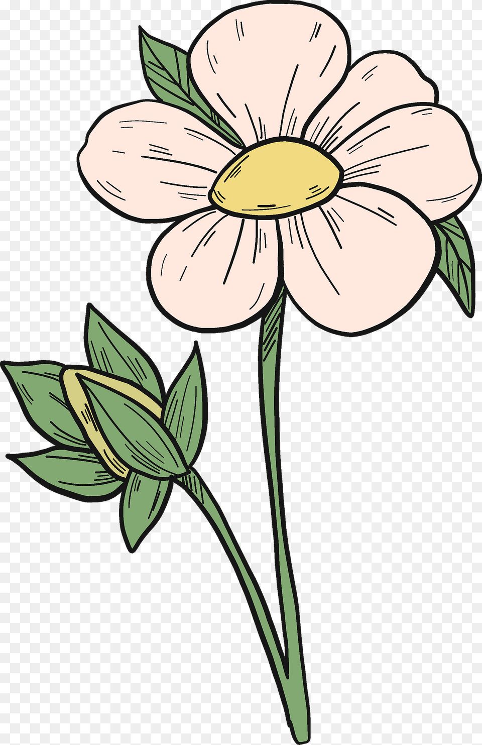 Strawberry Flower Clipart, Anemone, Daisy, Plant, Art Png