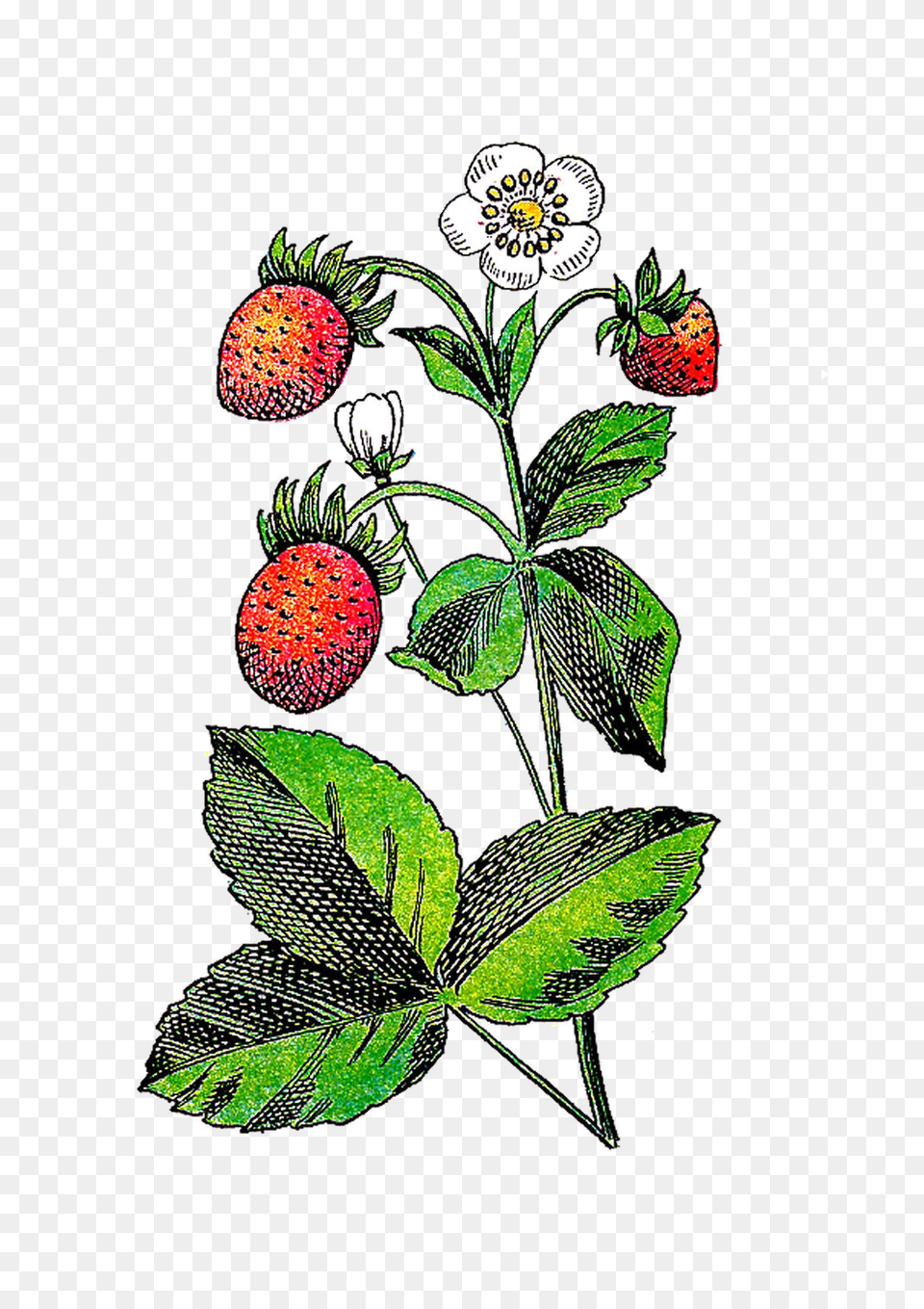 Strawberry Flower Fruit Plant Clip Art, Berry, Food, Produce, Leaf Free Png Download
