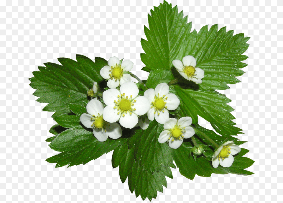 Strawberry Flowers Alpine Ground Plants, Flower, Leaf, Plant, Anemone Free Png Download