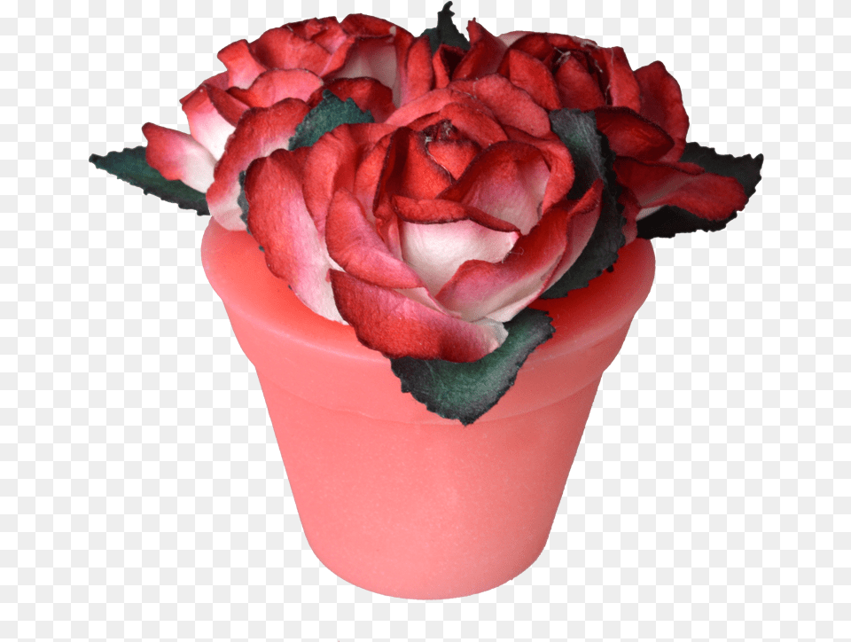 Strawberry Garden Roses, Flower, Flower Arrangement, Flower Bouquet, Petal Png Image