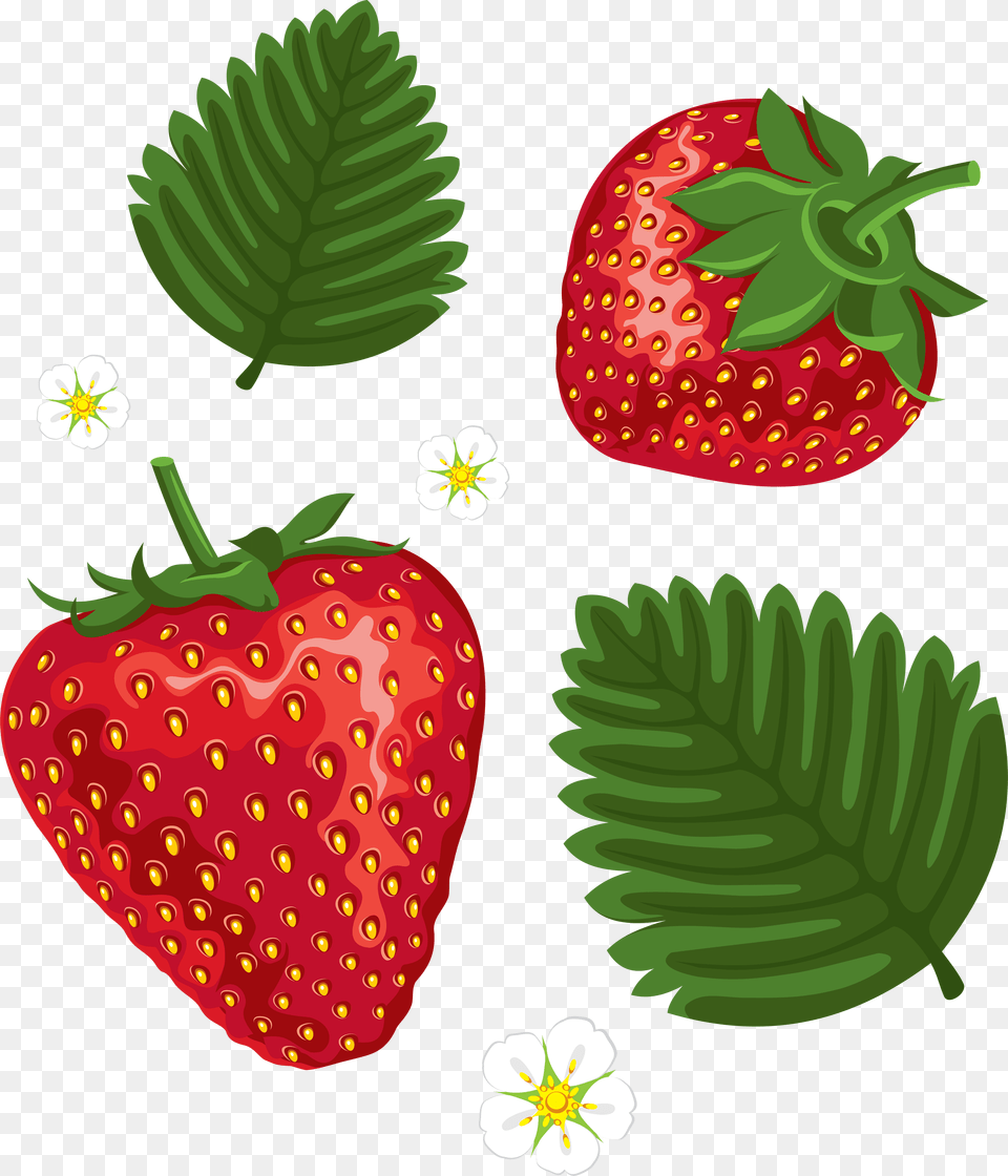 Strawberry Image Picture Color Away Stress Variety Of Elegant Stained Glass, Berry, Food, Fruit, Plant Free Png