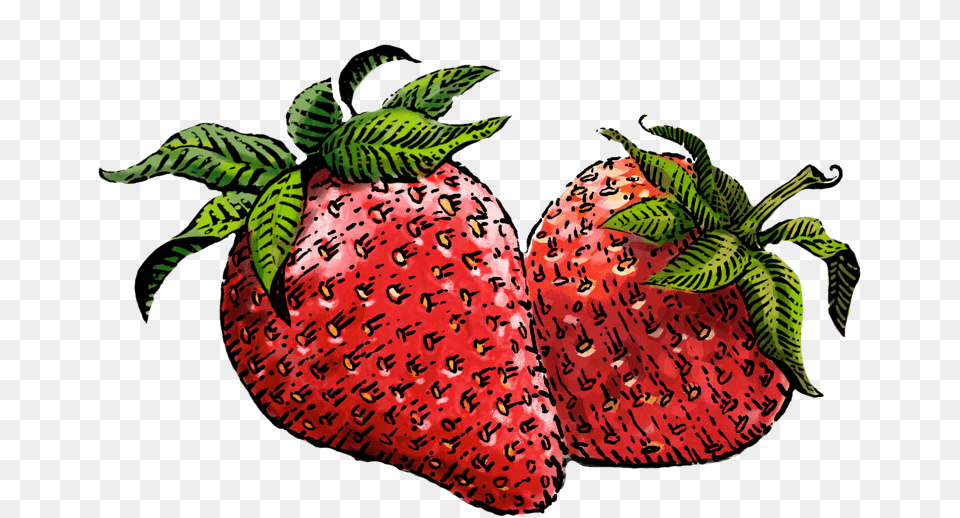 Strawberry Image Siggi39s Strawberry, Berry, Food, Fruit, Plant Free Png Download