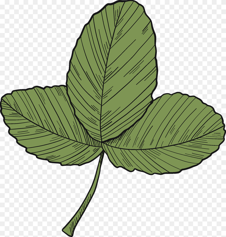 Strawberry Leaves Clipart, Leaf, Plant Free Png