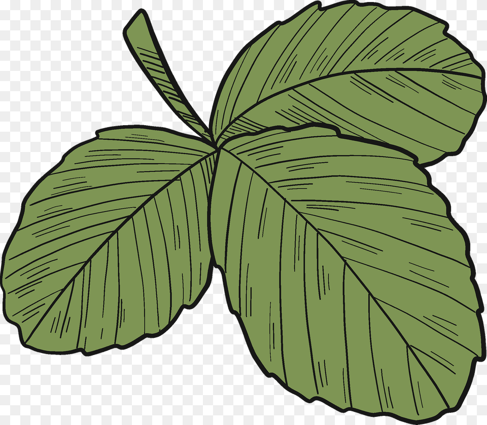 Strawberry Leaves Clipart, Leaf, Plant Png