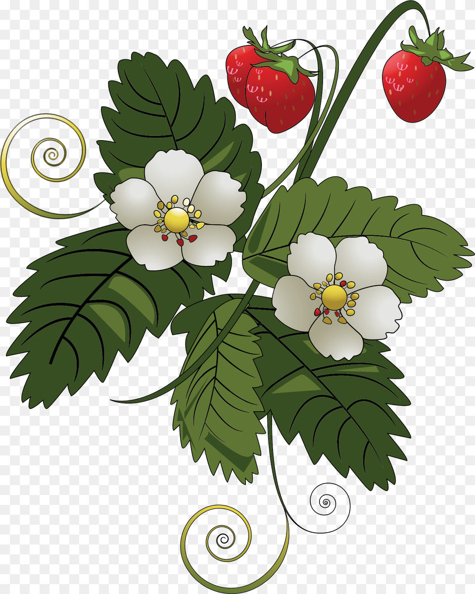Strawberry Plant Clipart, Berry, Food, Fruit, Produce Png Image