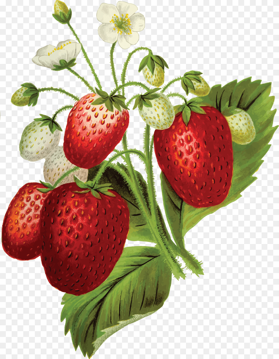 Strawberry Plant Clipart, Berry, Food, Fruit, Produce Free Transparent Png