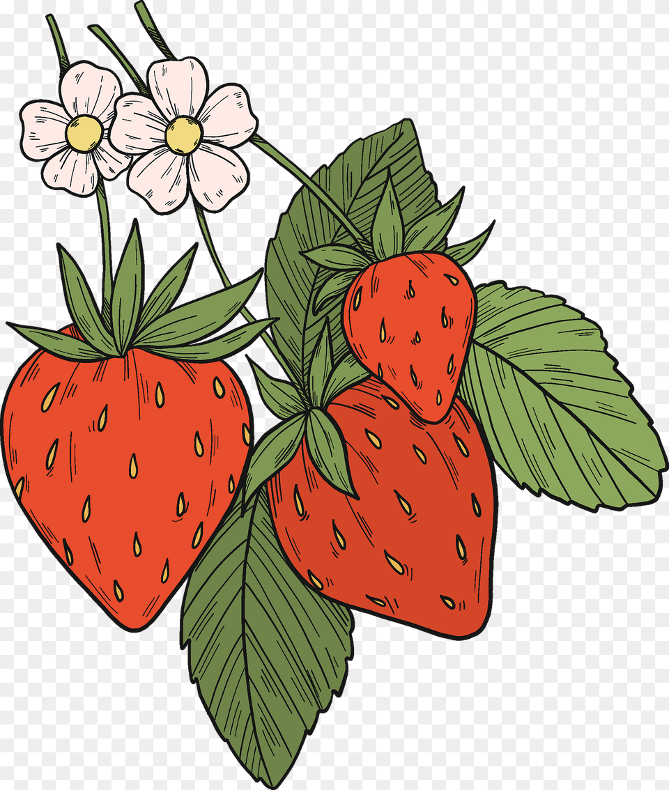 Strawberry Plant Clipart, Berry, Produce, Food, Fruit Free Transparent Png