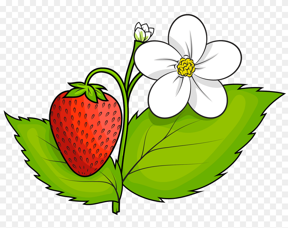 Strawberry Plant Clipart, Berry, Food, Fruit, Produce Free Png