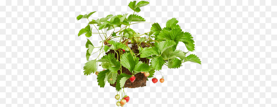 Strawberry Plant Currant, Berry, Produce, Potted Plant, Fruit Free Png