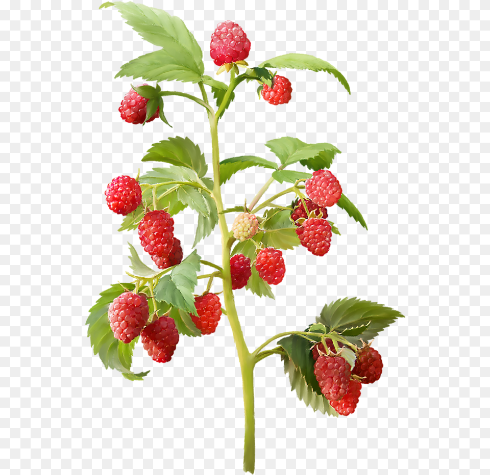 Strawberry Plant Download Raspberry Plant, Berry, Food, Fruit, Produce Png