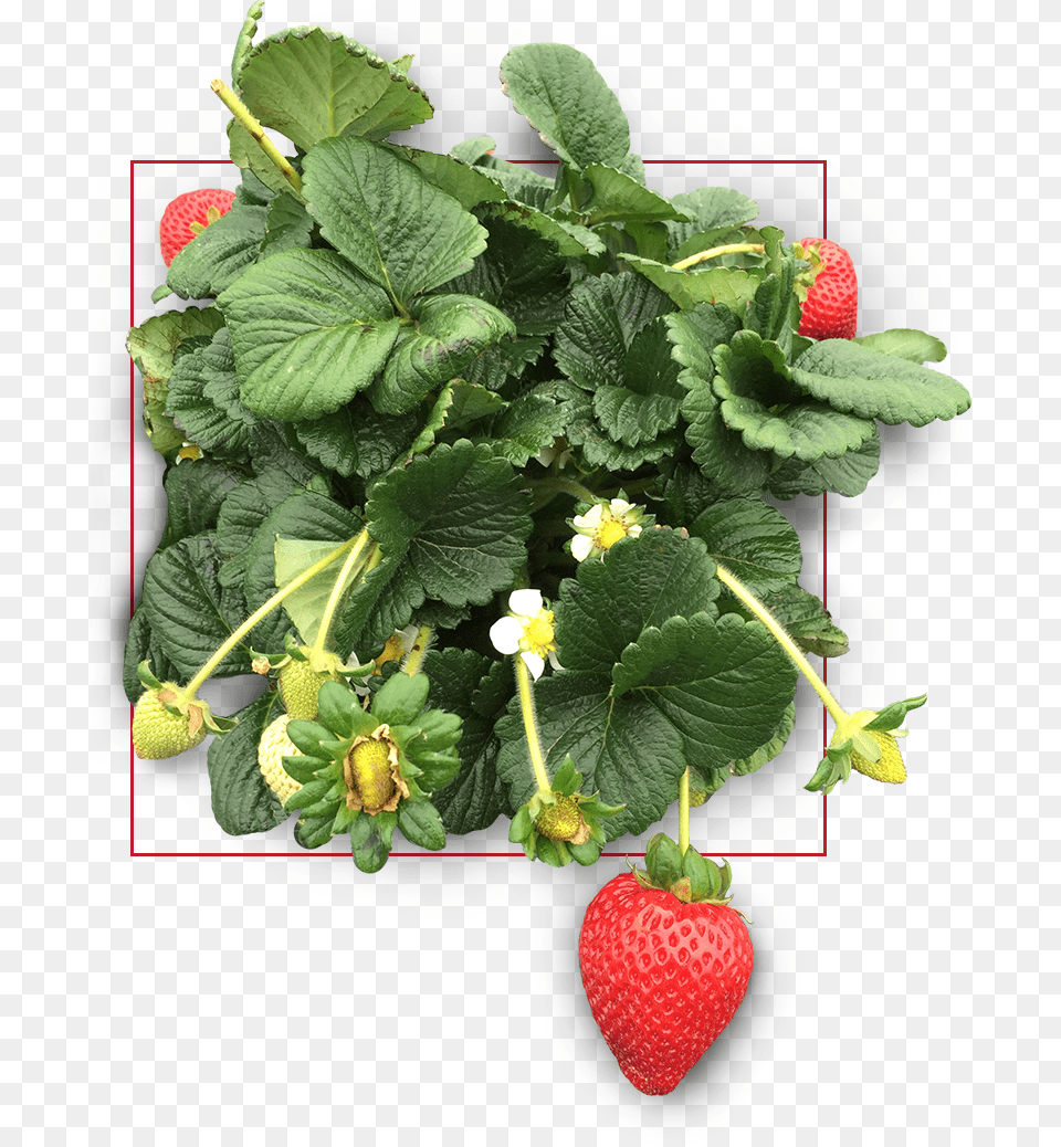 Strawberry Plant Icon Strawberry, Berry, Food, Fruit, Produce Free Transparent Png