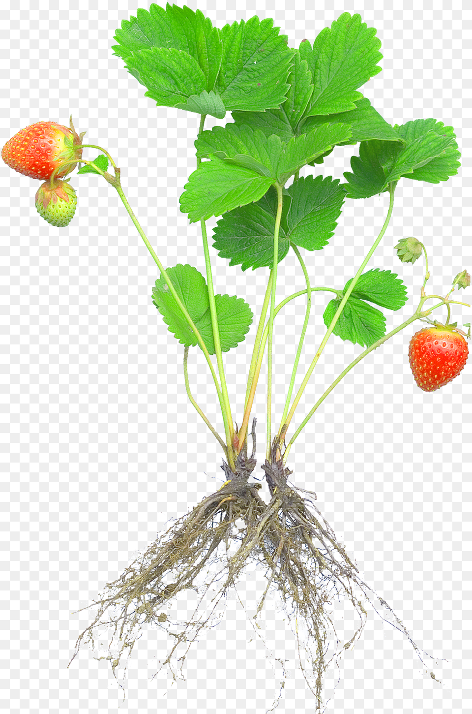 Strawberry Plants With Roots And Fruits Download, Berry, Food, Fruit, Plant Png Image