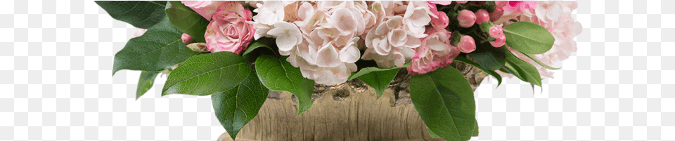 Strawberry Shortcake Hydrangea Serrata, Plant, Flower, Flower Arrangement, Flower Bouquet Free Png
