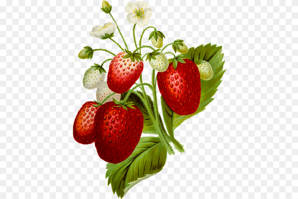 Strawberry Slice Strawberry Plant, Berry, Food, Fruit, Produce Free Png