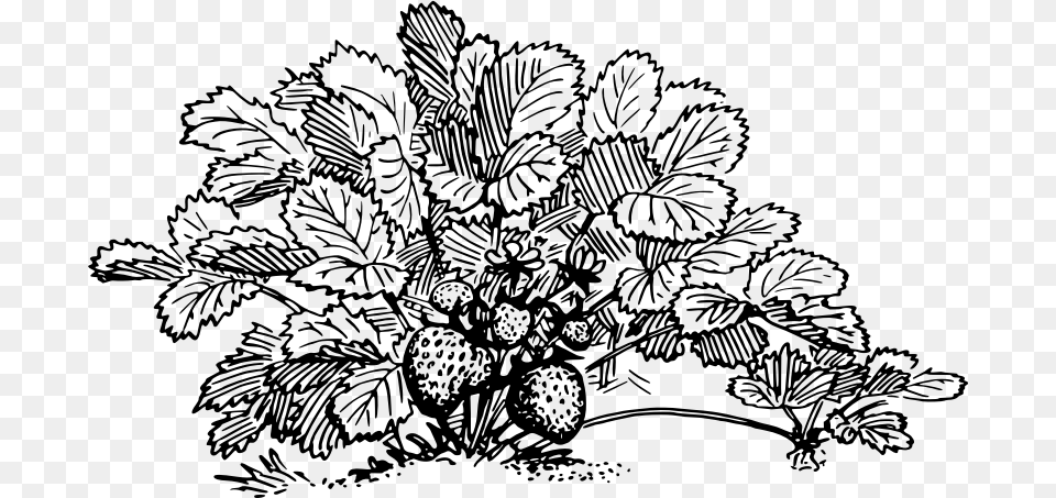 Strawberry Strawberry Plant Clipart Black And White, Gray Png