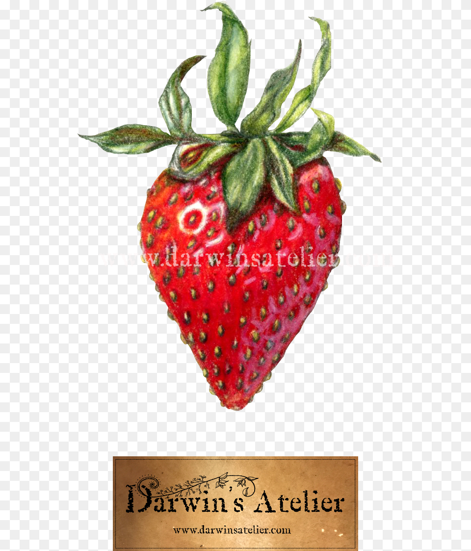 Strawberry W Logo W Watermark Strawberry, Berry, Food, Fruit, Plant Png Image