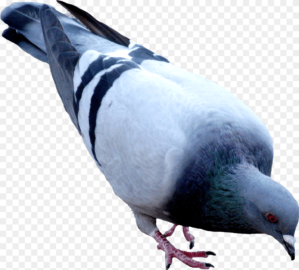Street Pigeon Image Pigeon, Animal, Bird, Dove Free Png Download