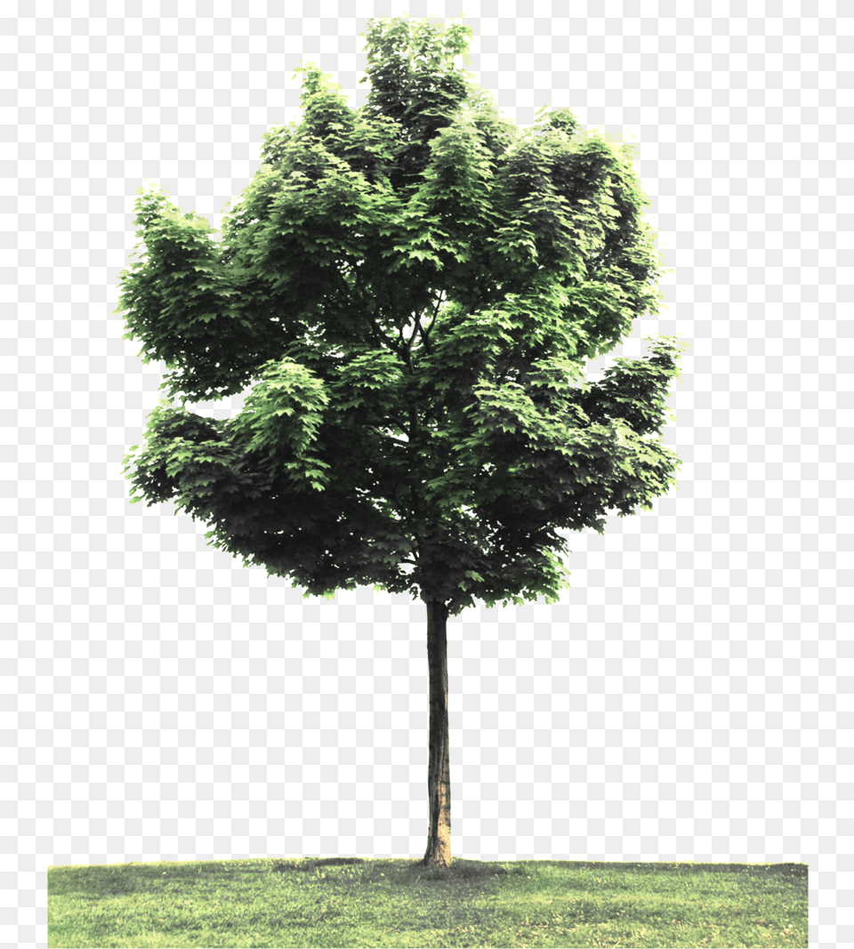 Street Tree Tree Perspective, Maple, Plant, Tree Trunk, Grass Png
