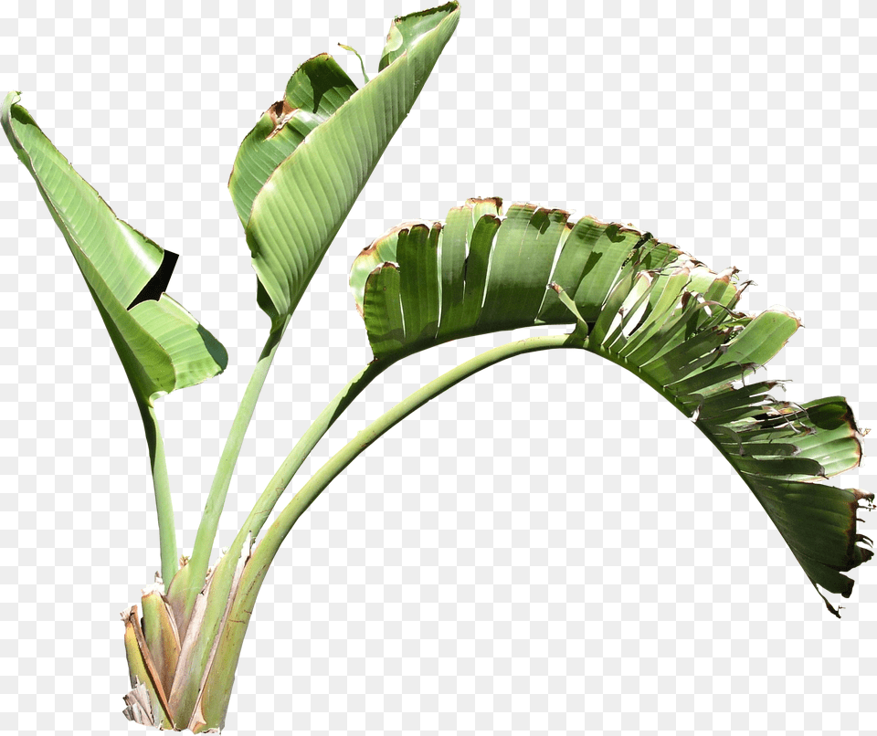 Strelitzia, Leaf, Plant, Tree, Flower Free Png Download
