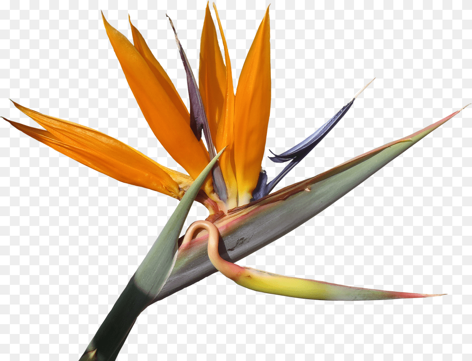 Strelitzia Flower Bird Of Paradise Flower, Plant, Petal Free Png Download