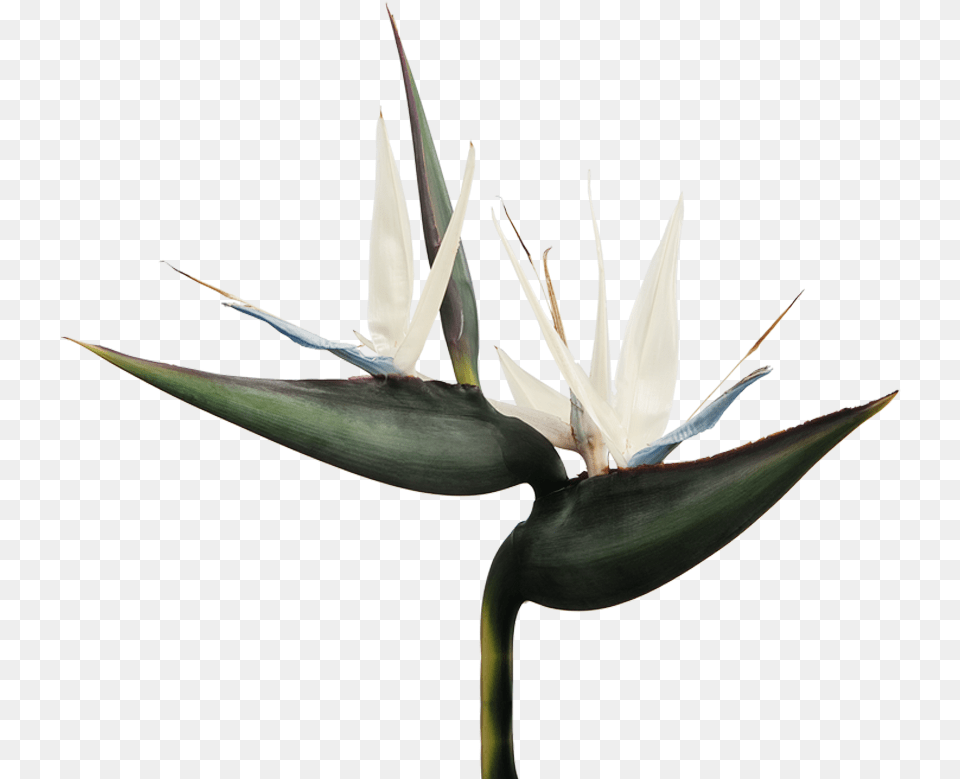 Strelitzia Nicola, Flower, Plant, Aloe Png